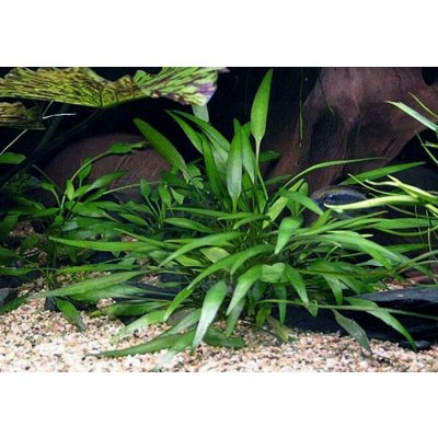 Cryptocoryne nevellii - Kryptokoryna Nevillova – Zboží Mobilmania