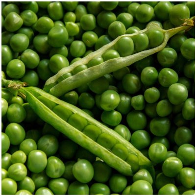 Hrách setý dřeňový Oskar - Pisum sativum - semena - 80 ks – Sleviste.cz
