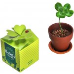 Vypěstuj si čtyřlístek pro štěstí CZ – HobbyKompas.cz