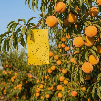 Garden of Eden Žlutá oboustranná lepová past na hmyz 10 ks – Zboží Mobilmania