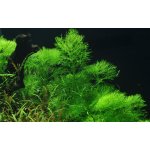 Limnophila aquatica - Bahnatka vodní – Zboží Mobilmania