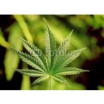 WEBLUX 5123920 Fototapeta plátno marijuana marihuana rozměry 240 x 174 cm