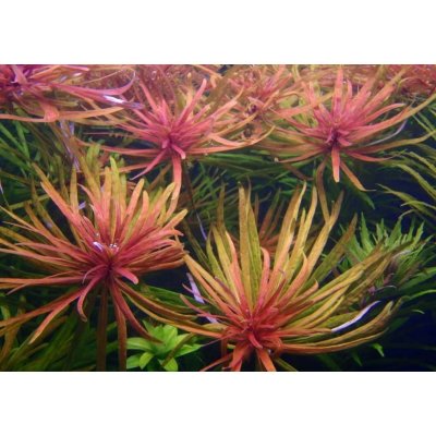 Ludwigia var.Cuba – Sleviste.cz