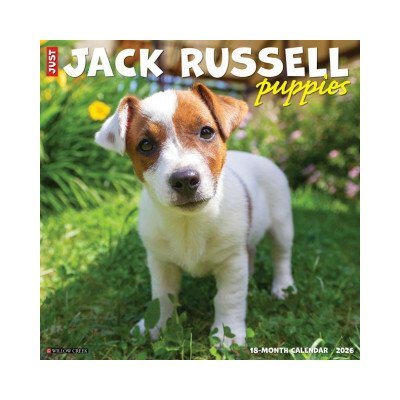 Jack Russell Puppies 12 X 12 Wall 2026 – Zboží Mobilmania
