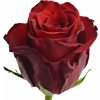Červená růže EXPLORER 80cm (XL)