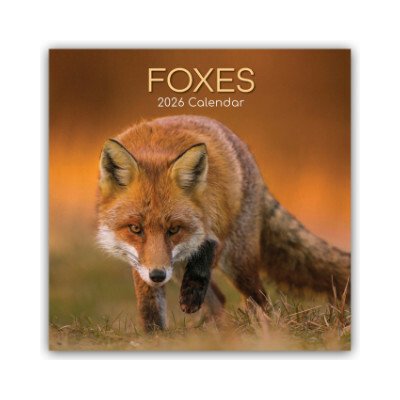 Foxes Füchse 16-Monatskalender 2026 – Sleviste.cz