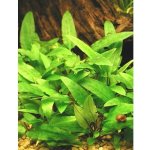 Cryptocoryne wendtii Green – Zboží Dáma