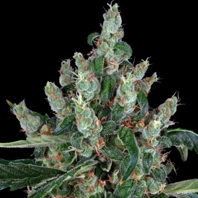 Barney's Farm Laughing Buddha semena neobsahují THC 5 ks – Hledejceny.cz