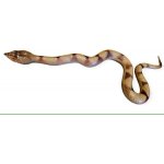 Wiky Had gumový měkký 60 cm – Zboží Mobilmania