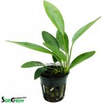 Anubias congensis round – Zboží Dáma