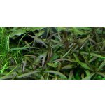 Hygrophila Araguaia – Zboží Dáma