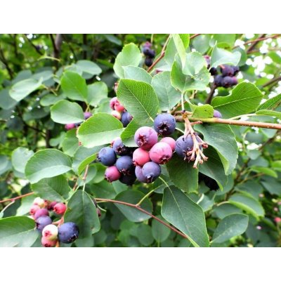 Amelanchier lamarckii Prodejní velikost: 050/060, Velikost hrnku: 1 l – Zbozi.Blesk.cz