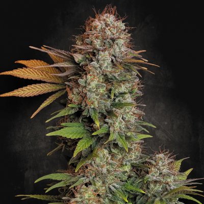 Paradise Seeds Nebula semena neobsahují THC 3 ks – Sleviste.cz