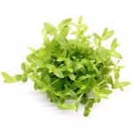 Gratiola viscidula – Zboží Dáma