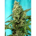 Sweet Seeds Green Poison Fast Version semena neobsahují THC 5 ks – Hledejceny.cz