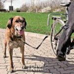 Trixie dog vodící set na kolo 2,5 cm/1-2m – Zboží Mobilmania