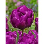 Tulipán 'Negrita Double®' 5 ks – Zboží Dáma