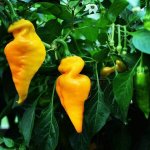 Monkey Face Yellow – Sleviste.cz