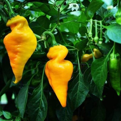 Monkey Face Yellow – Sleviste.cz