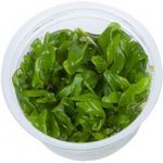 Hygrophila Siamensis 53B – Zboží Dáma