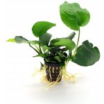 Anubias barteri - Anubias Barterův – Zboží Dáma