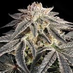 Advanced Seeds Permanent Marker semena neobsahují THC 1 ks – Hledejceny.cz