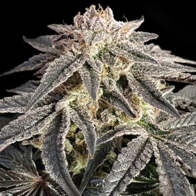 Advanced Seeds Permanent Marker semena neobsahují THC 1 ks – Hledejceny.cz