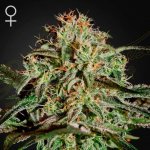 Green House Seeds A.M.S. semena neobsahují THC 1 ks – Hledejceny.cz