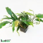 Anubias barteri glabra – Zboží Dáma