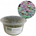 Phyllanthus fluitans – Zboží Dáma