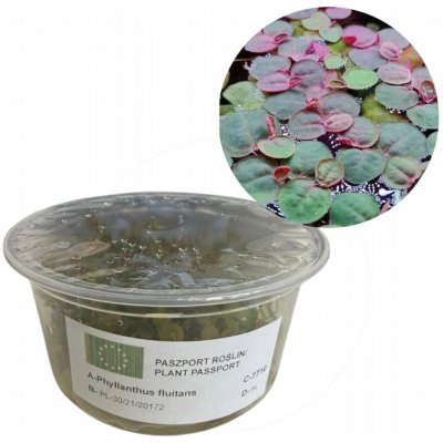 Phyllanthus fluitans – Zboží Dáma