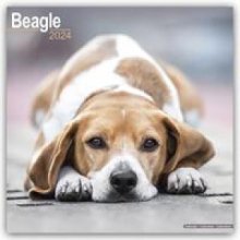 Beagle 16-Monats 2024