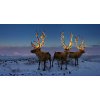 Plakát Fotografie Three reindeers with lights in antlers, Coneyl Jay, 40 × 20 cm