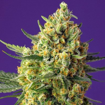 Sweet Seeds Crystal Candy XL AUTO semena neobsahují THC 3 ks – Zboží Dáma