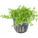 Hemianthus micranthemoides – Sleviste.cz