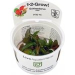 Echinodorus reni – Zboží Dáma Echinodorus reni – Zboží Dáma