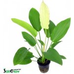 Echinodorus Ozelot Red – Hledejceny.cz