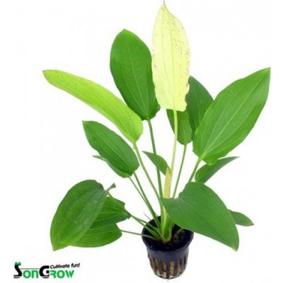 Echinodorus oriental - Šípatkovec oriental – Hledejceny.cz