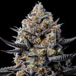Anesia Seeds Jealousy Dankness semena neobsahují THC 3 ks – Hledejceny.cz