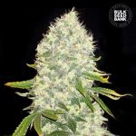Bulk Seed Bank White Widow semena neobsahují THC 5 ks – Zboží Dáma