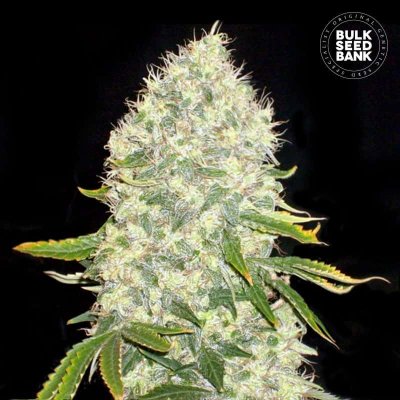 Bulk Seed Bank White Widow semena neobsahují THC 5 ks – Zboží Dáma