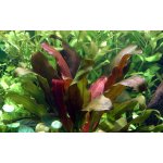 Echinodorus barthii – Sleviste.cz