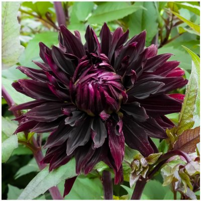 Jiřinka Black Touch - Dahlia - hlízy jiřinek - 1 ks