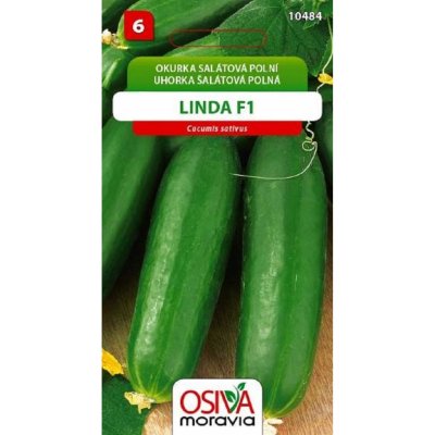 Semínka Okurka salátová polní Linda F1 (Cucumis sativus) – Zboží Mobilmania