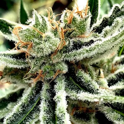 Ministry of Cannabis Mandarin Haze semena neobsahují THC 2 ks – Zboží Mobilmania