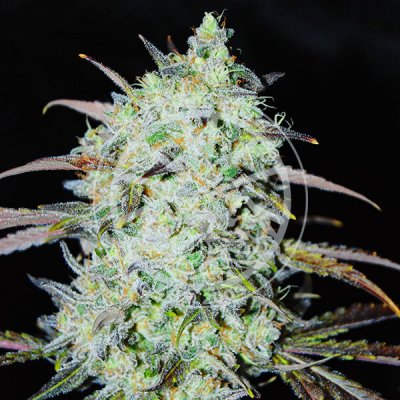Delicious Seeds Bay Haze semena neobsahují THC 10 ks – Zboží Mobilmania