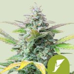Royal Queen Seeds Quick One semena neobsahují THC 1 ks – Sleviste.cz