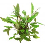 Cryptocoryne lucens – Zboží Dáma