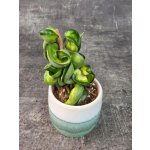 Hoya Compacta Mauna Loa mini (Raritní voskovka) – Sleviste.cz