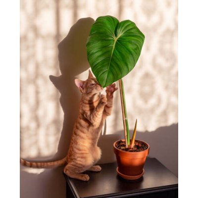 Ilustrace Kitten and indoor plant philodendron, Rhisang Alfarid, (30 x 40 cm) – Zboží Mobilmania
